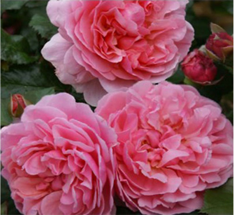 rosier rosemantic-pink